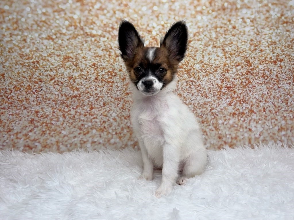 Lorelei, a Papillon puppy