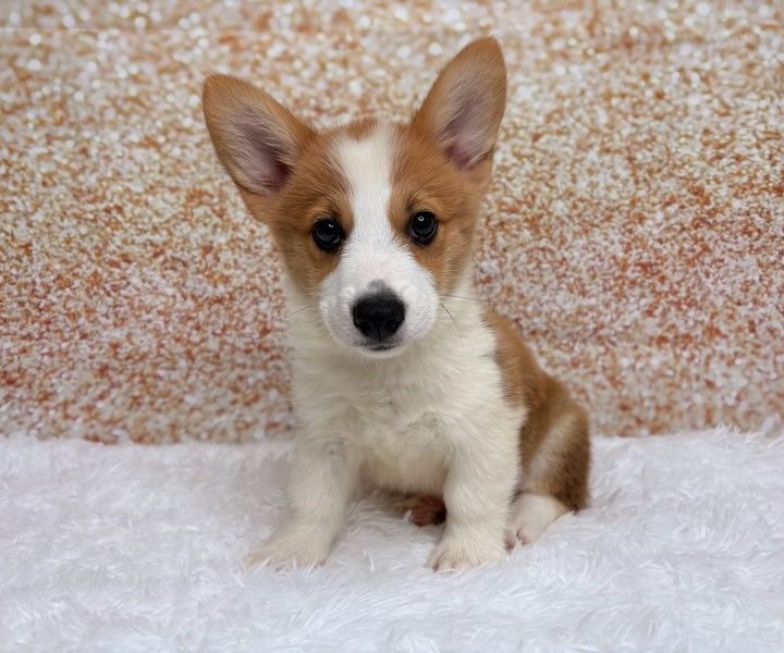 Kramer, a Pembroke Welsh Corgi puppy
