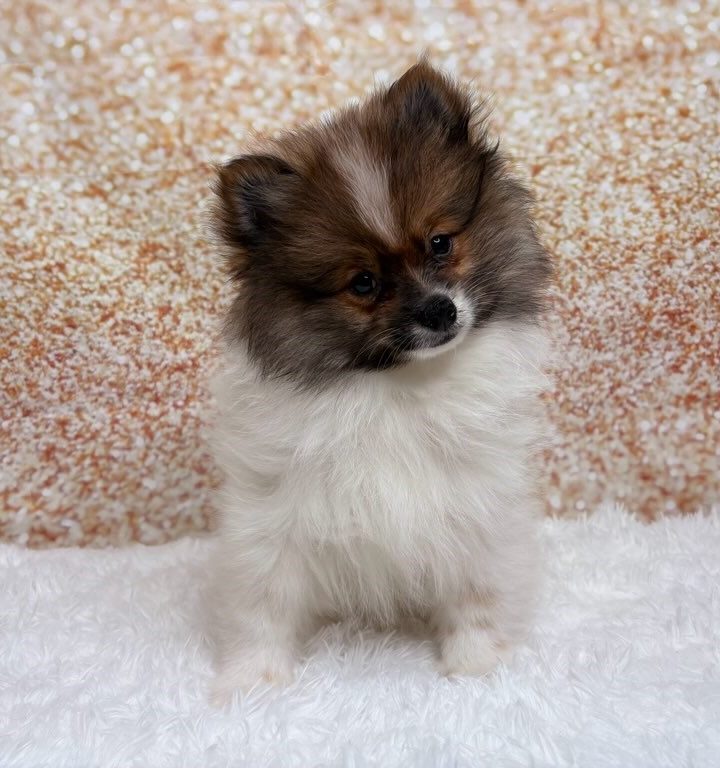 Perry, a Pomeranian puppy