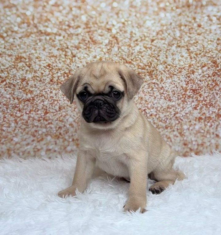 Bugsy, a Pug puppy