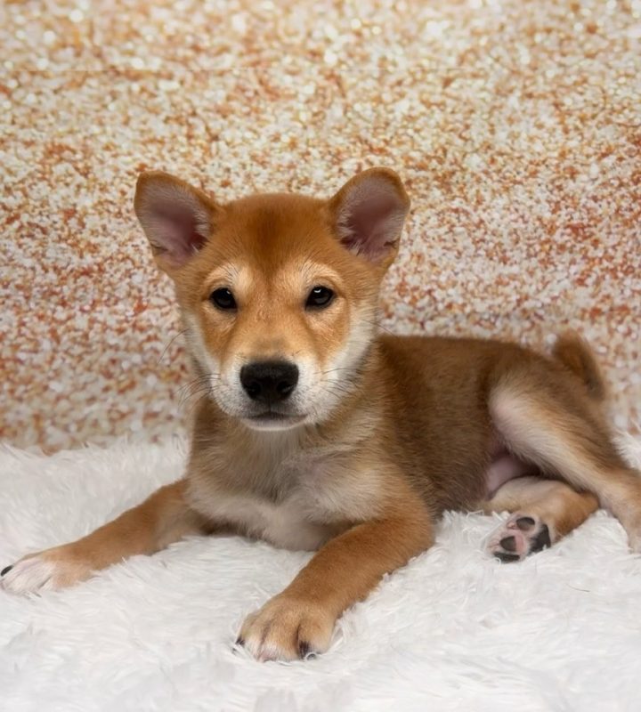 Chestnut, a Shiba Inu puppy