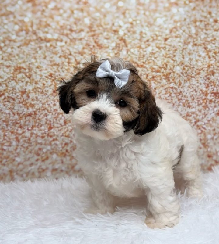 Claire, a Shihpoo puppy