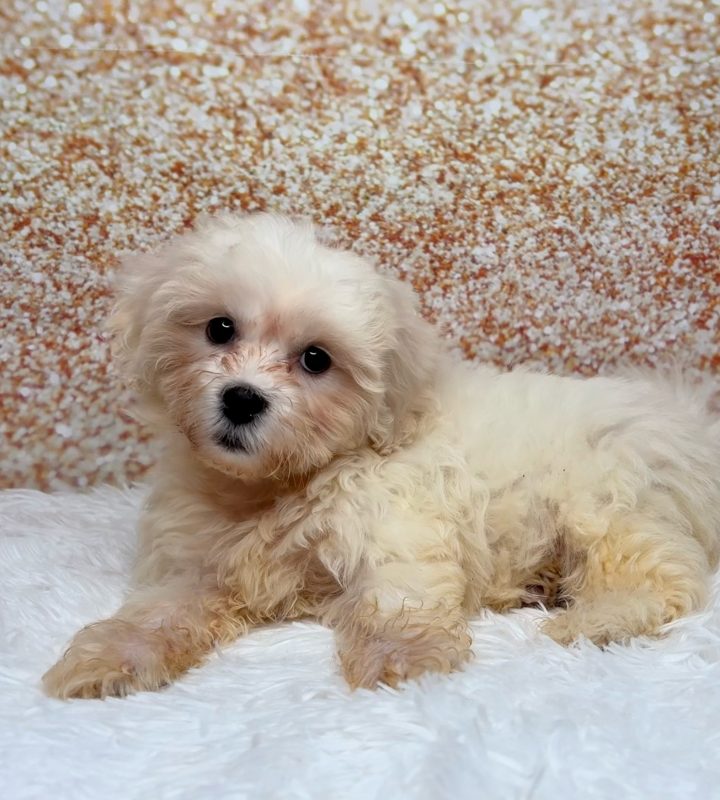 Gopher, a Teddy Bear puppy