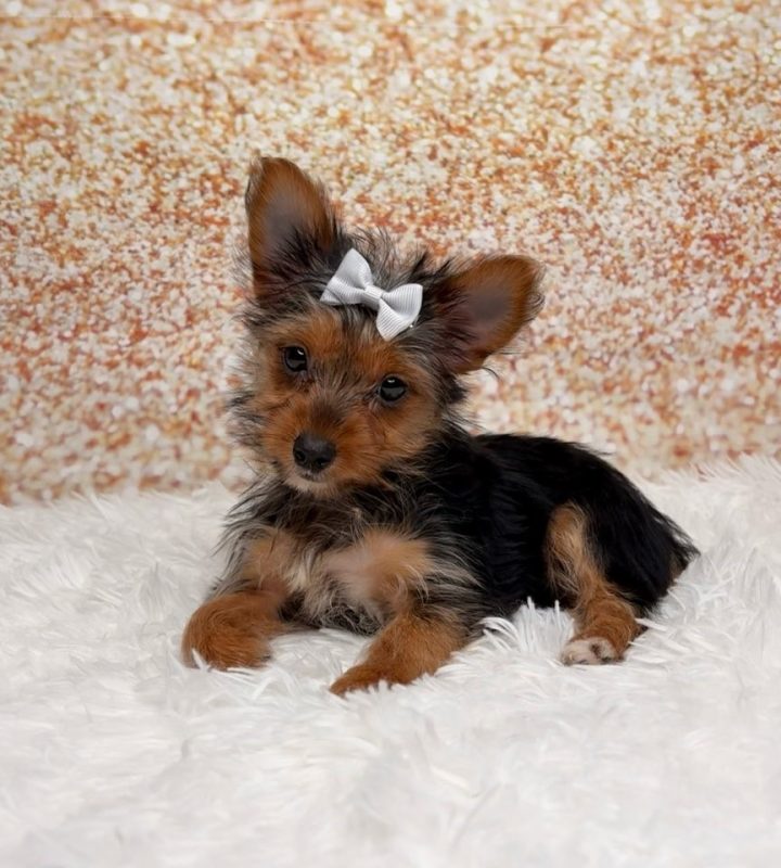 Junebug, a Yorkshire Terrier puppy