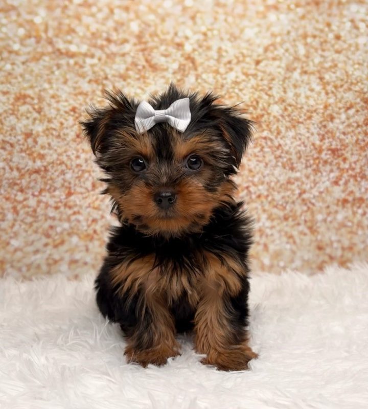 Mallory, a Yorkshire Terrier puppy