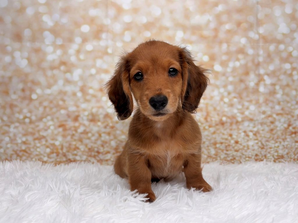 Dewey, a Dachshund puppy