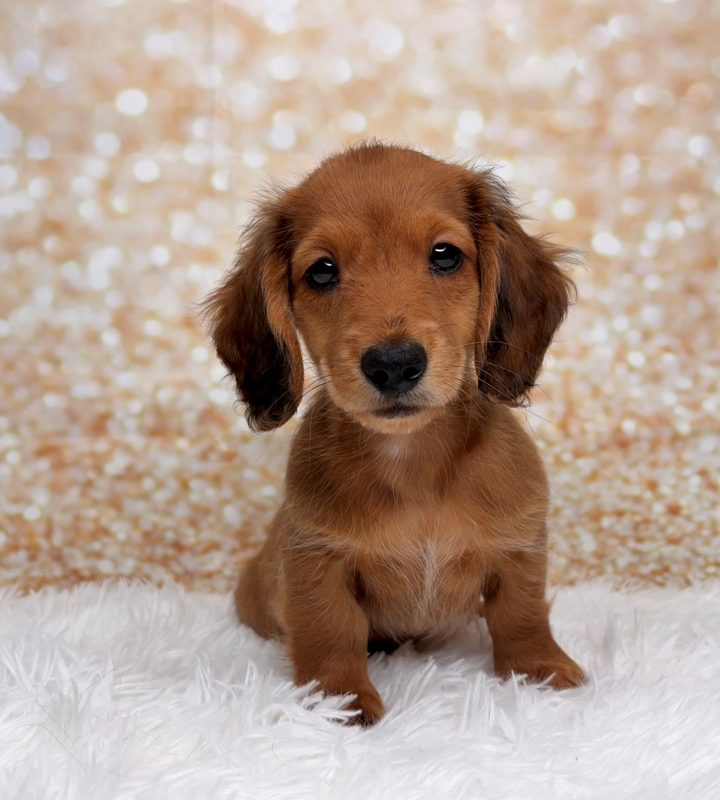 Dewey, a Dachshund puppy