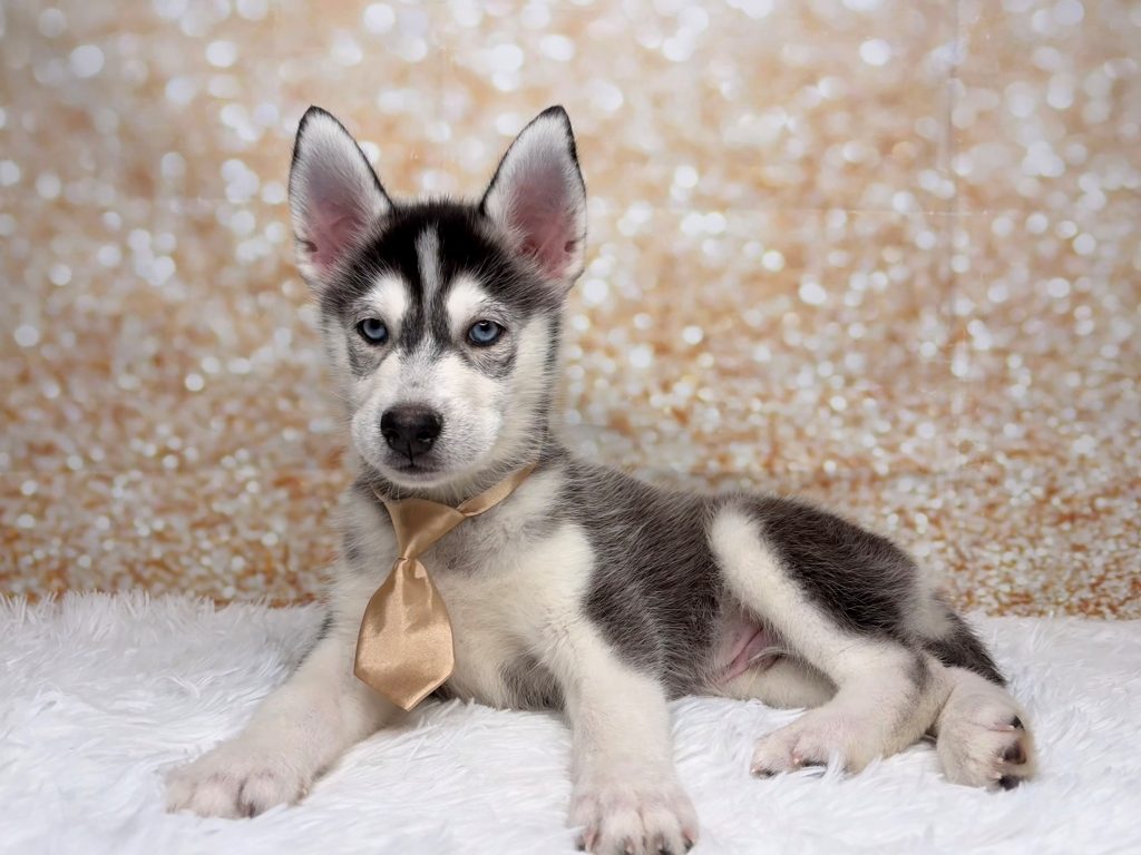 Houdini, a Pomsky puppy