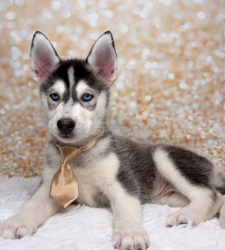 Houdini, a Pomsky puppy