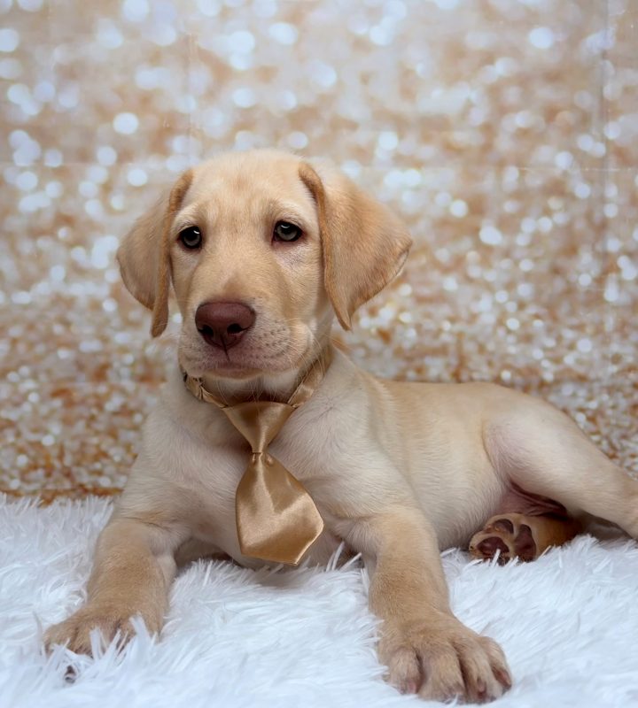 Spud, a Labrador Retriever puppy