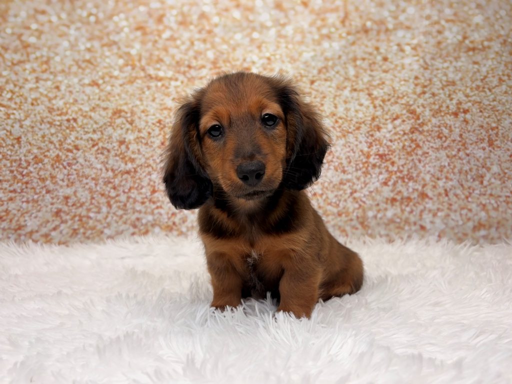 Buckeye, a Dachshund puppy