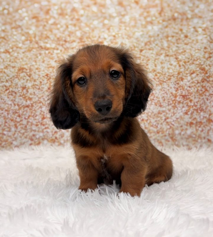 Buckeye, a Dachshund puppy