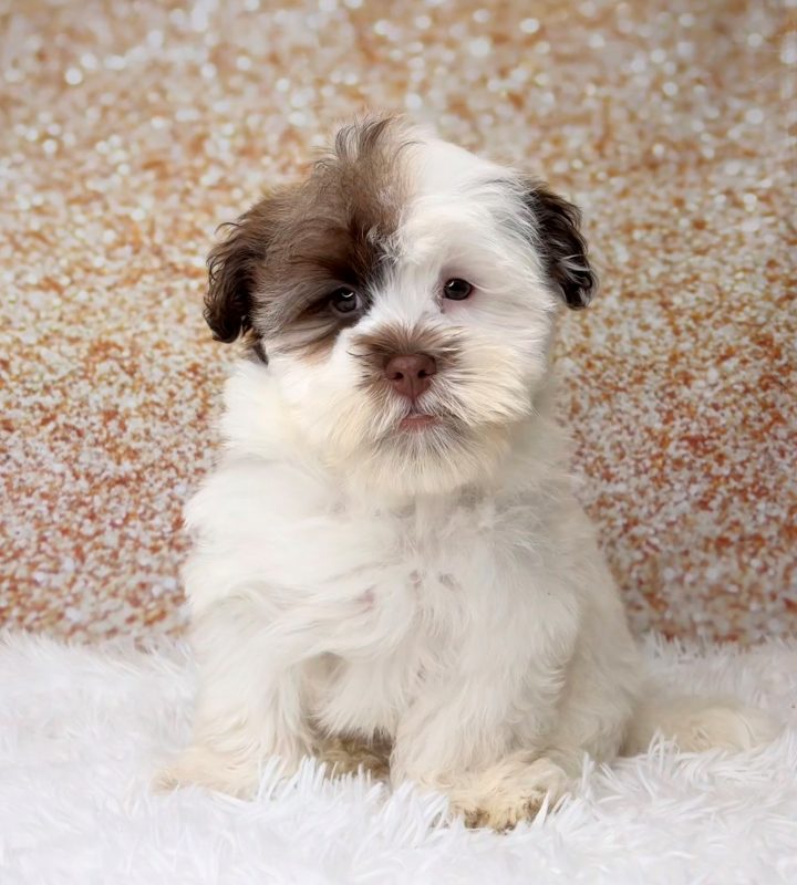 Chester, a Havanese puppy