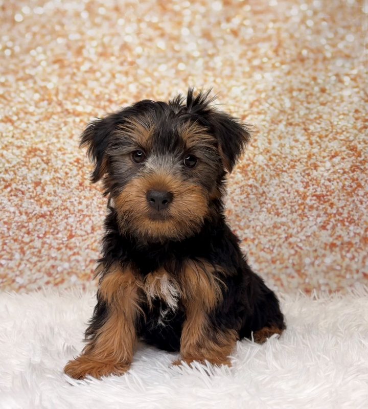 DJ, a Yorkshire Terrier puppy