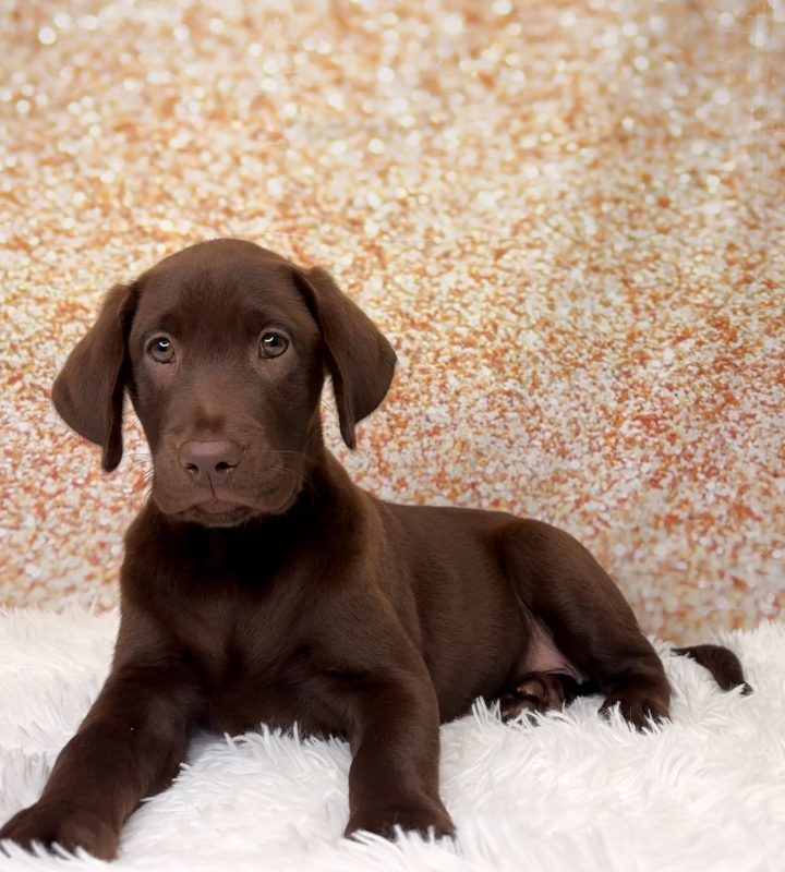 Nala, a Labrador Retriever puppy