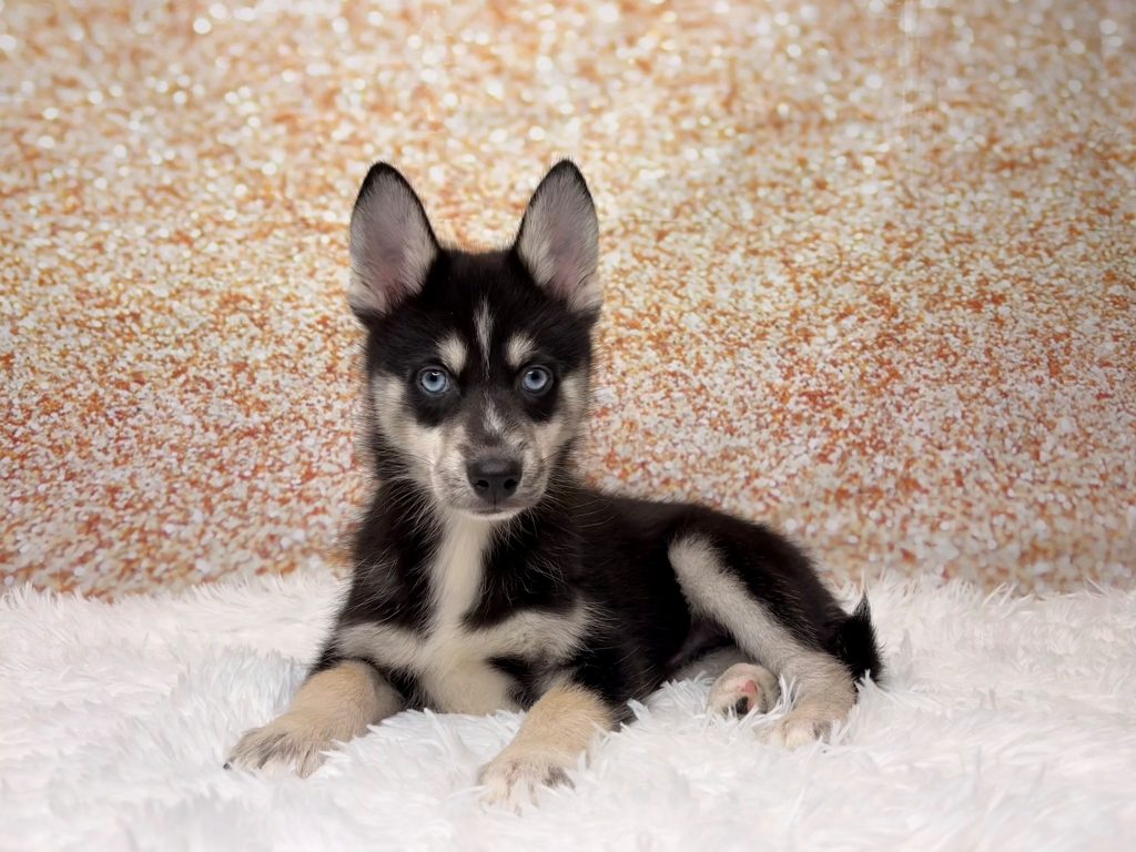 Avery, a Pomsky puppy