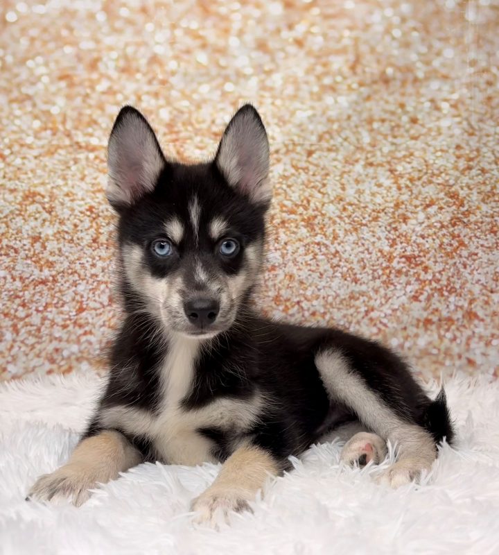 Avery, a Pomsky puppy