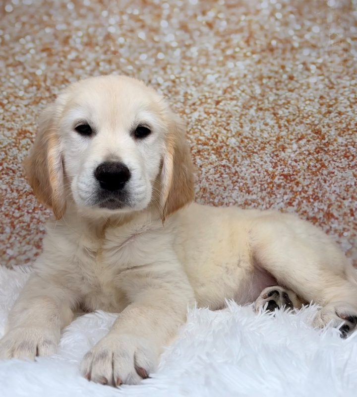 Sunny, a Golden Retriever puppy