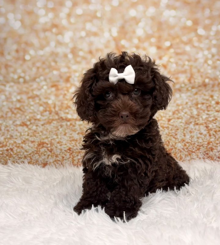 Taffy, a Cockapoo puppy