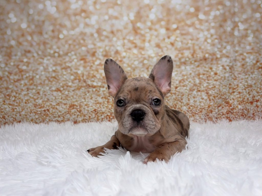 Brooklyn, a Frenchton puppy