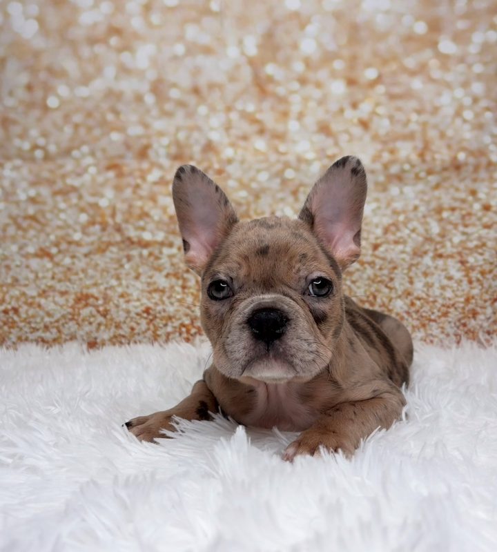 Brooklyn, a Frenchton puppy