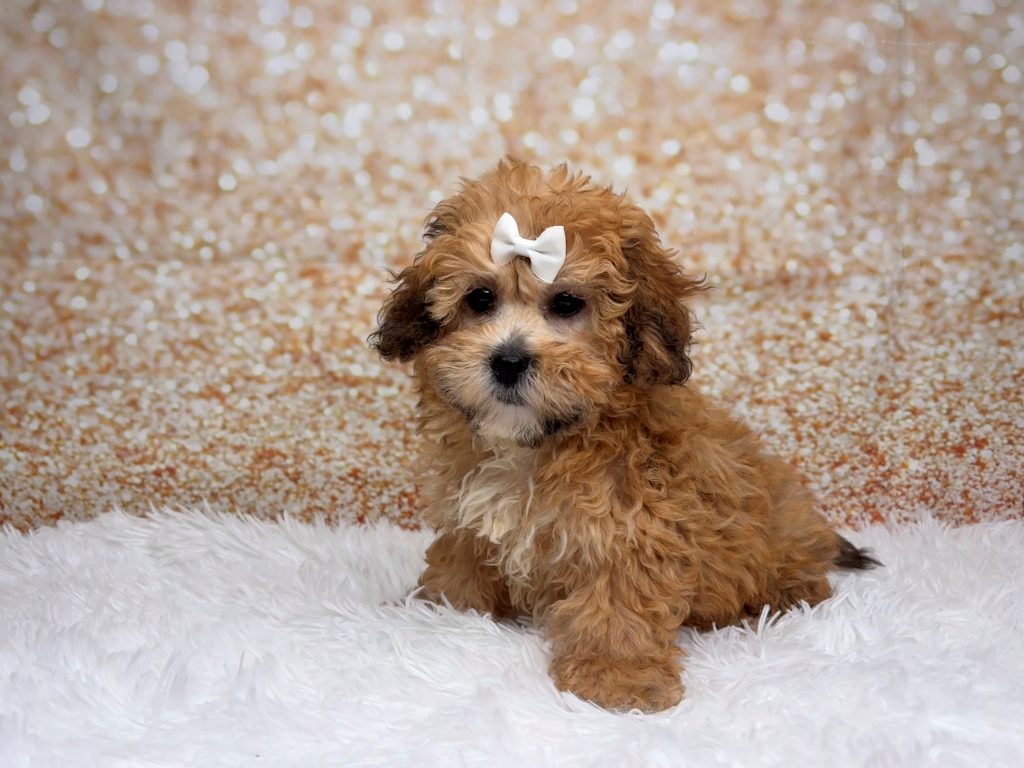 Muffin, a Teddy Bear puppy