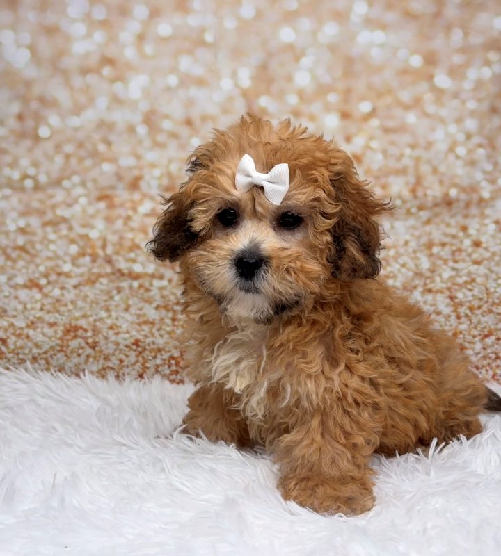 Muffin, a Teddy Bear puppy