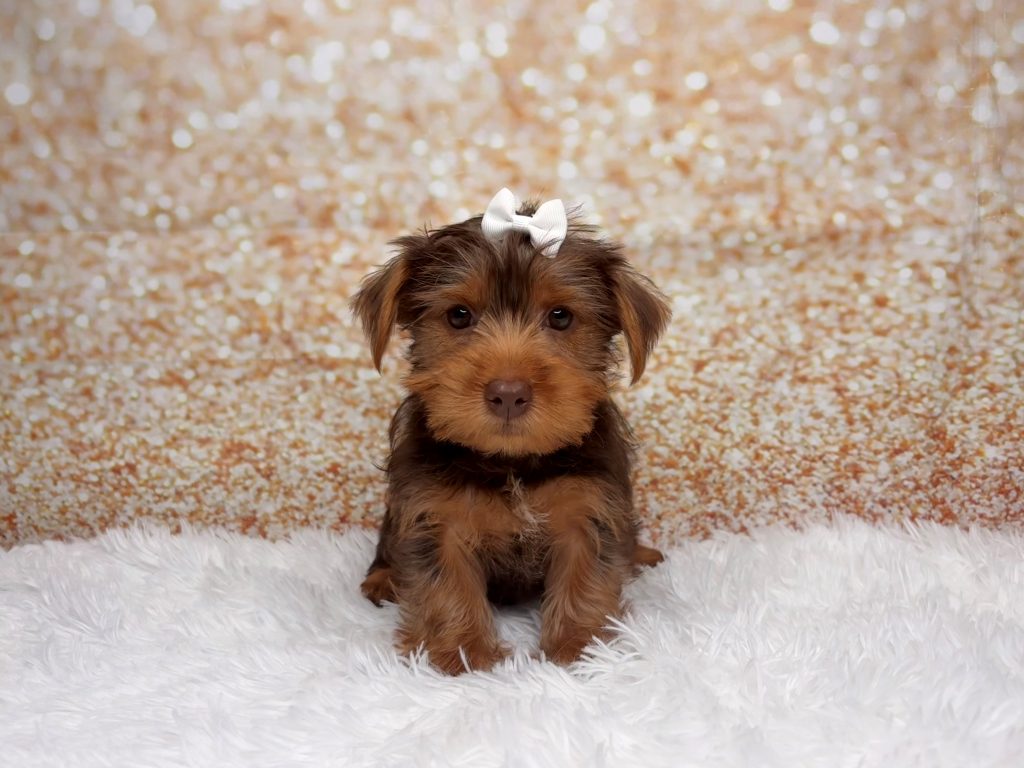 Lacey, a Yorkshire Terrier puppy