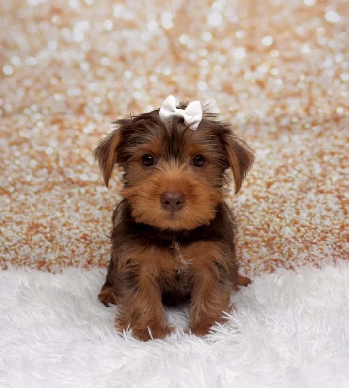 Lacey, a Yorkshire Terrier puppy