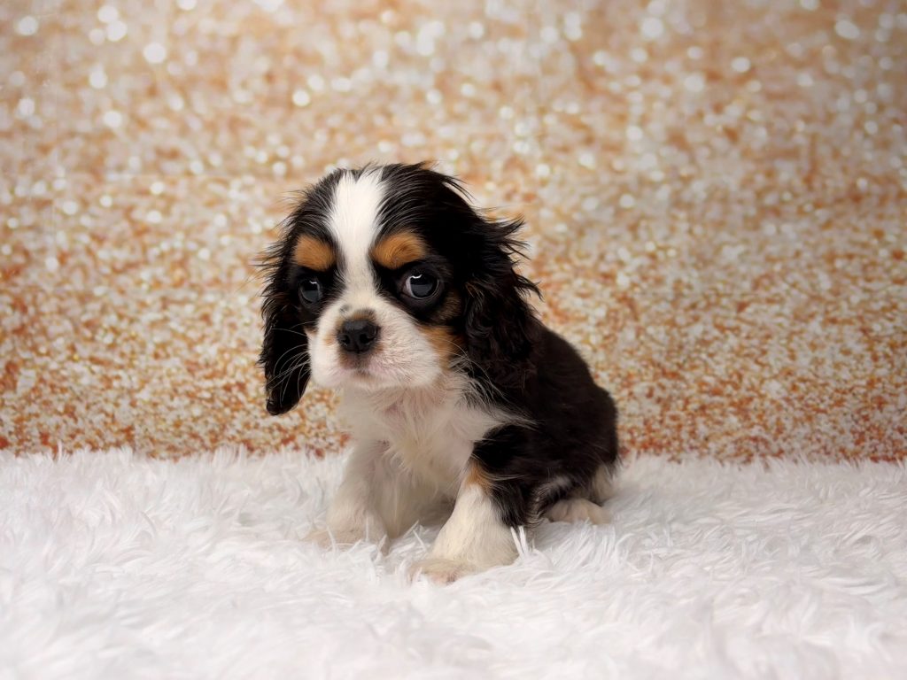 Tommy, a Cavalier King Charles Spaniel puppy