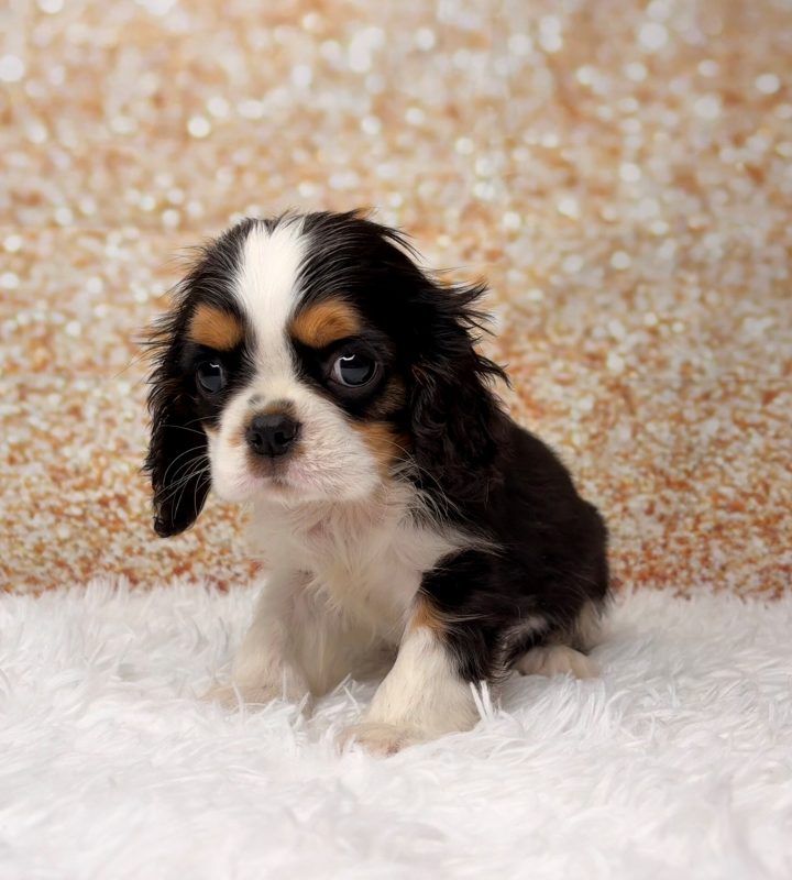 Tommy, a Cavalier King Charles Spaniel puppy