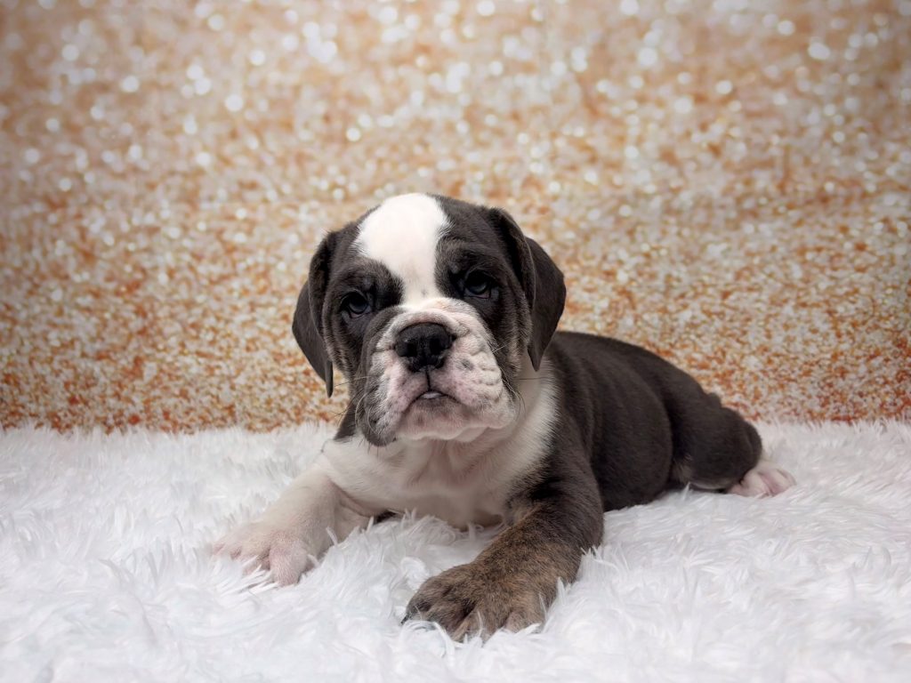 Adonis, a Victorian Bulldog puppy