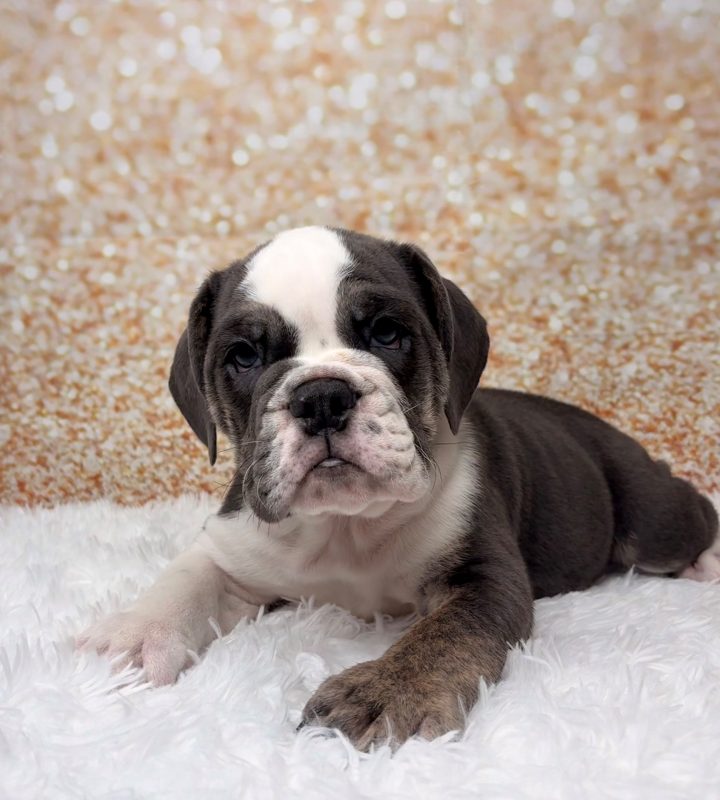 Adonis, a Victorian Bulldog puppy