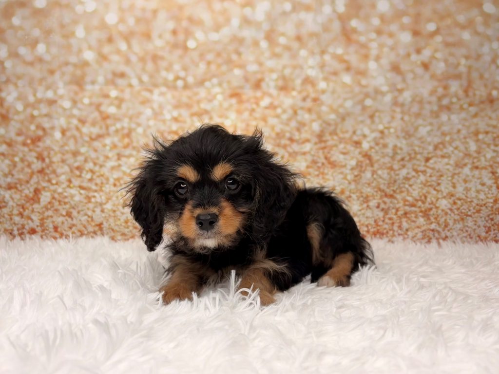 Cola, a Cavapoo puppy