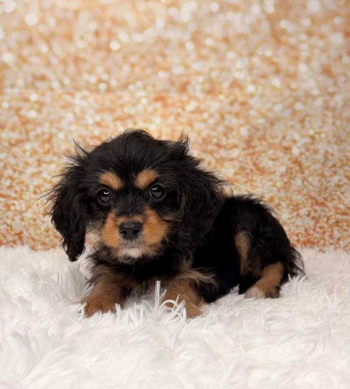 Cola, a Cavapoo puppy