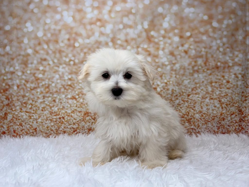 Sprite, a Maltese puppy