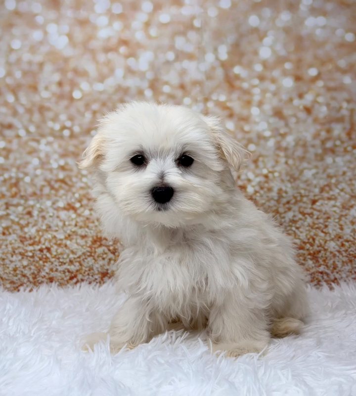 Sprite, a Maltese puppy