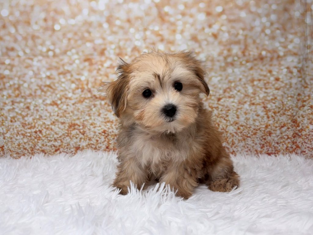 Pepsi, a Morkie puppy