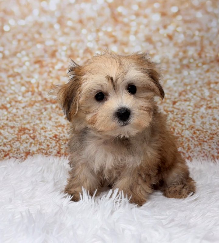 Pepsi, a Morkie puppy