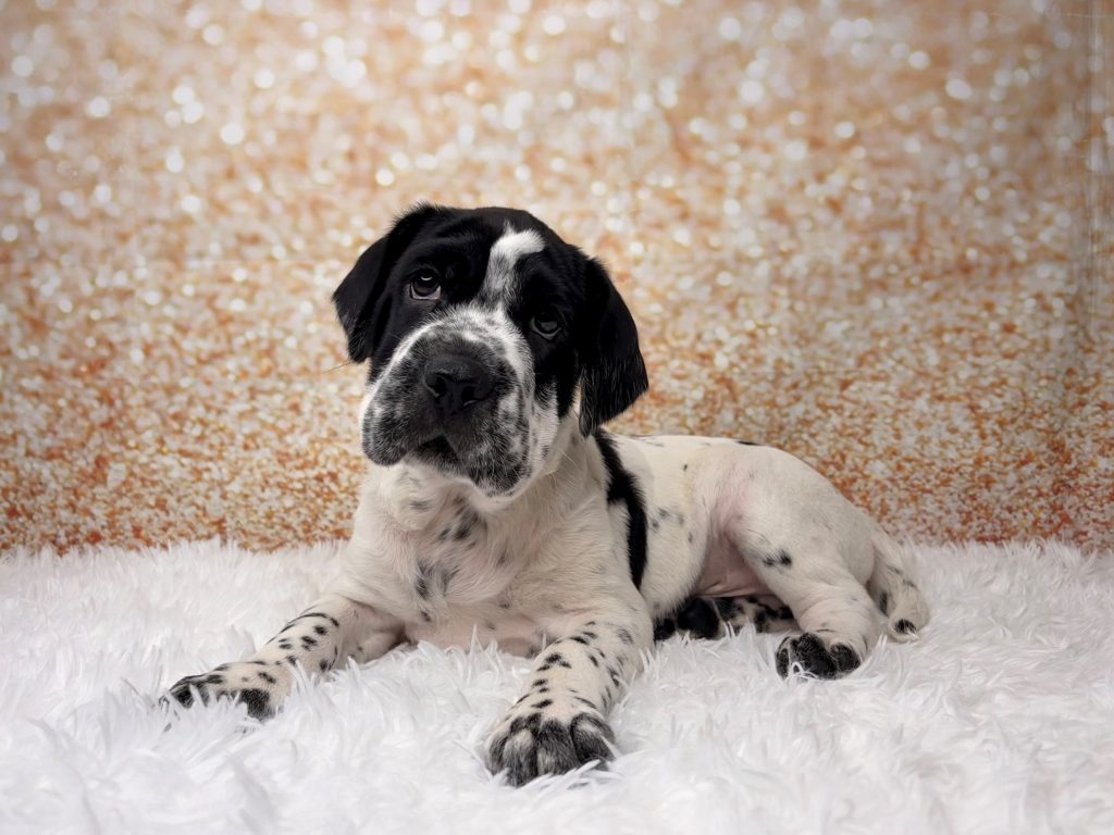 Walter, a Mini Hippo puppy