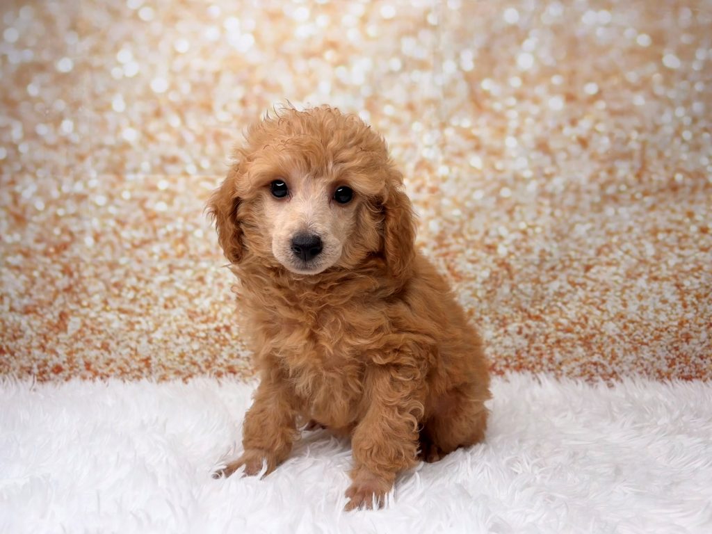 Poe, a Poodle puppy