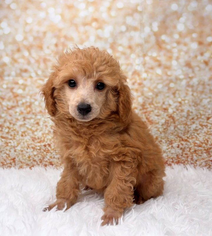 Poe, a Poodle puppy