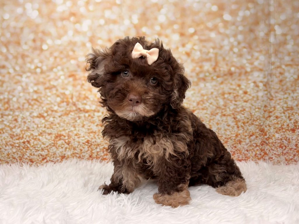 Grace, a Shihpoo puppy