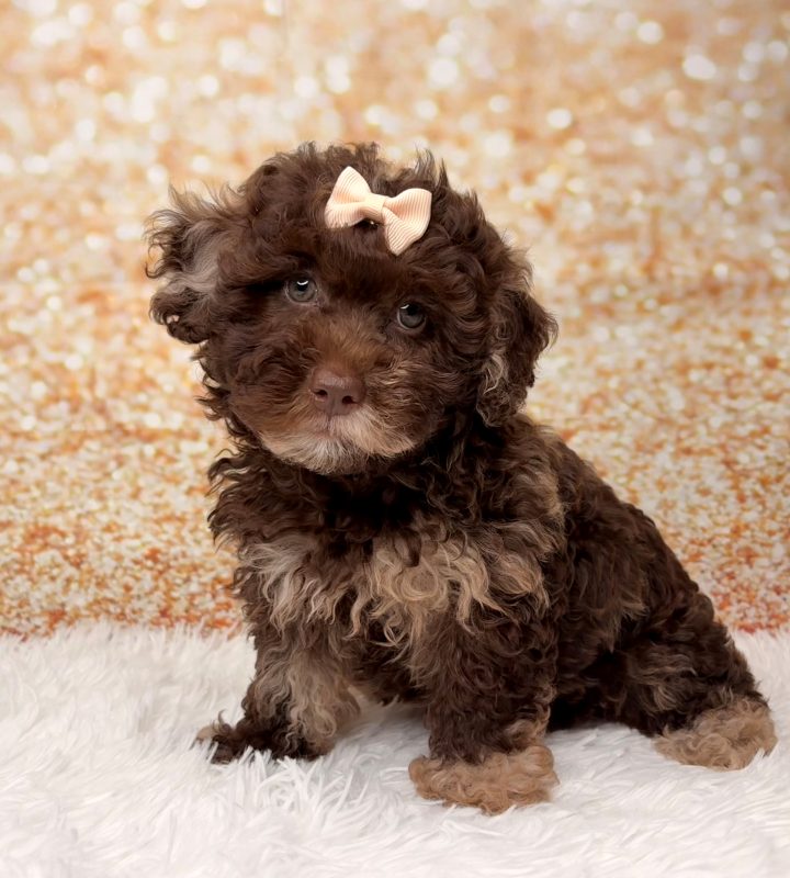 Grace, a Shihpoo puppy