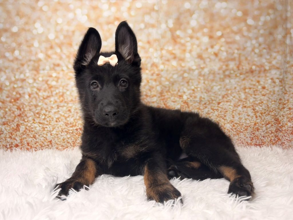 Magda, a German Shepherd Dog puppy