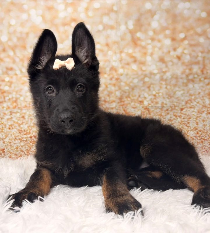 Magda, a German Shepherd Dog puppy