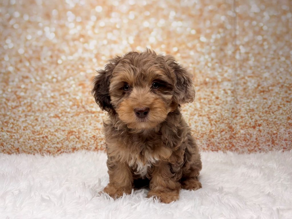 Evan, a Yorkiepoo puppy