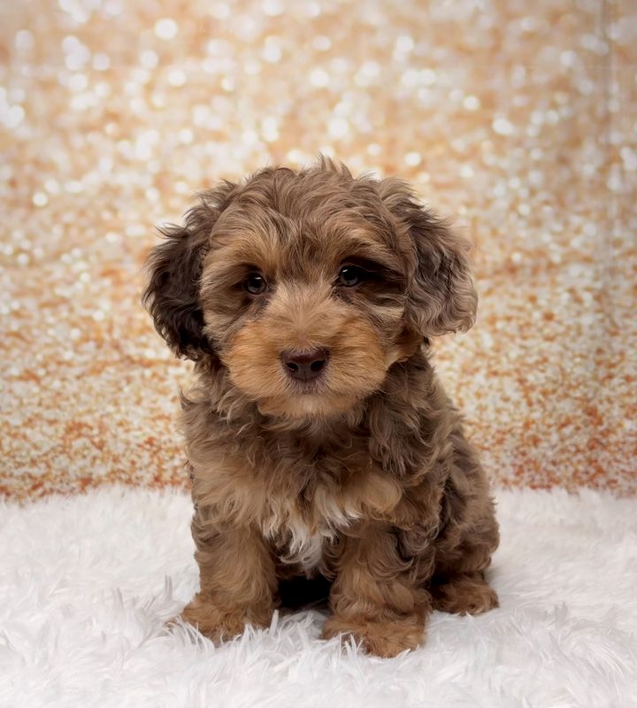 Evan, a Yorkiepoo puppy