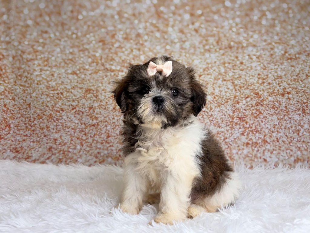 Dixie, a Shih Tzu puppy