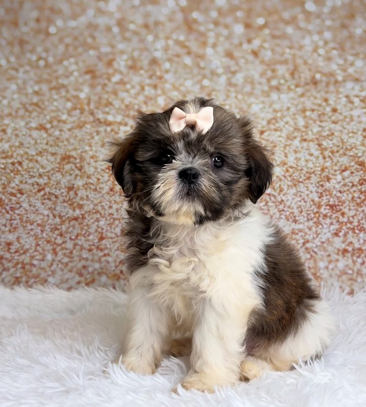 Dixie, a Shih Tzu puppy
